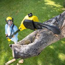 Best Lawn Maintenance Plans  in Williston, ND