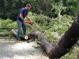 Best Residential Tree Removal  in Williston, ND