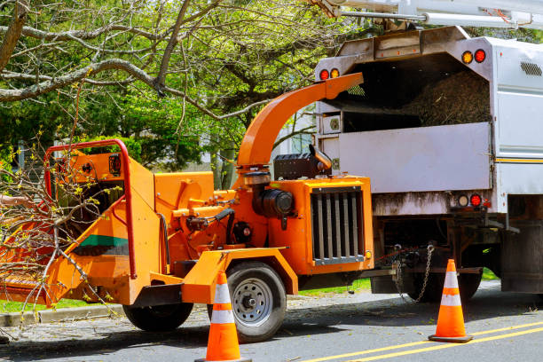 How Our Tree Care Process Works  in  Williston, ND