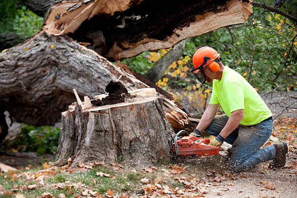 Best Tree Mulching Services  in Williston, ND