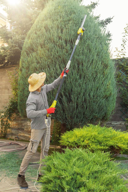 Best Tree Fertilization Services  in Williston, ND