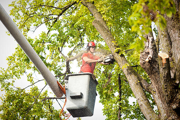 Best Seasonal Cleanup (Spring/Fall)  in Williston, ND