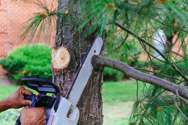 Best Tree Maintenance Programs  in Williston, ND